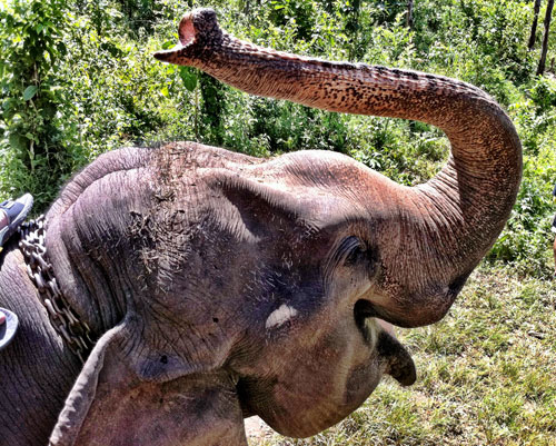 THAI ELEPHANT : PHOTO