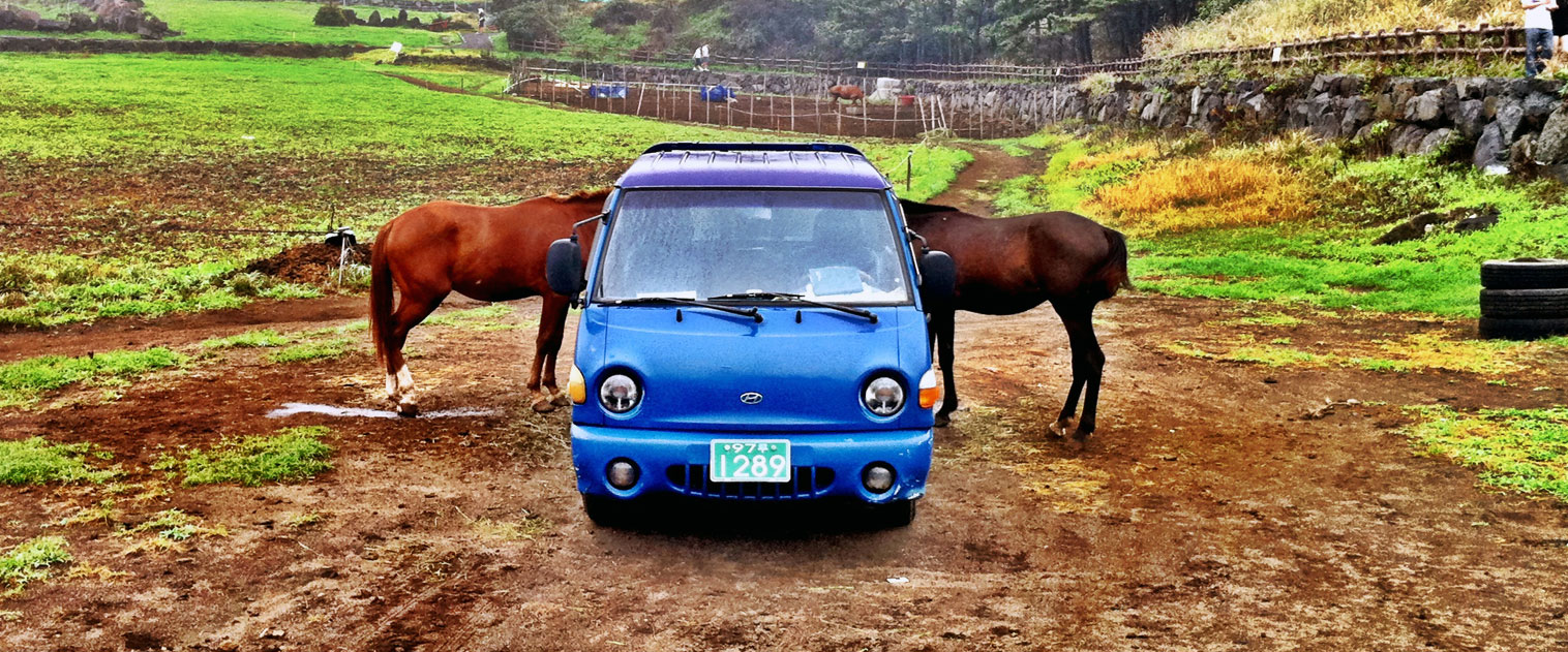 PHOTO : The Peculiar Horses Of Jeju Island