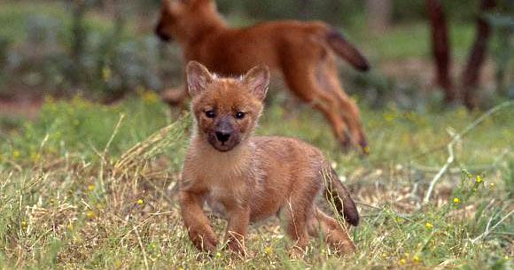 San Diego Zoo Dholes