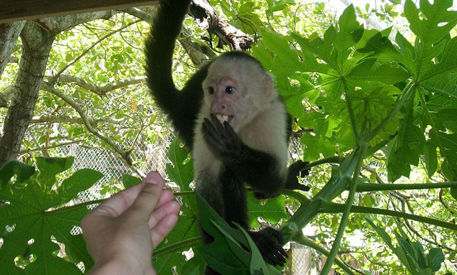 Gumbalimba Monkey Park in Roatan, Honduras Backpacking