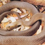 Brown Snake of Australia