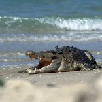 Crocodile on Australia Beach