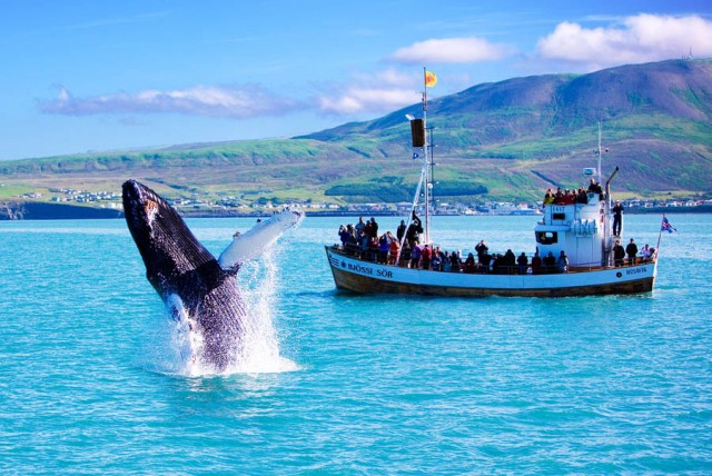 Whale Watching in Iceland for Travel