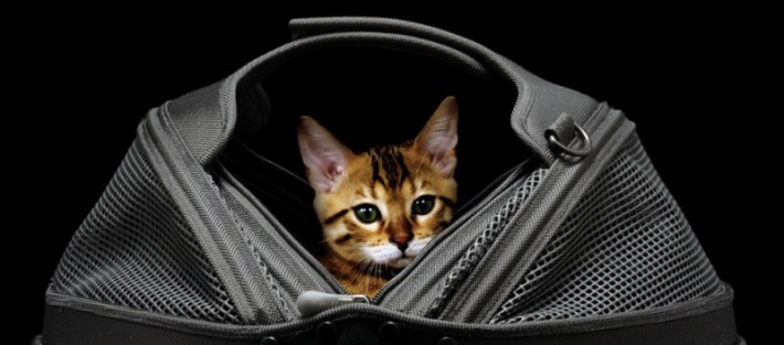 Cat in a bag travel Kitten