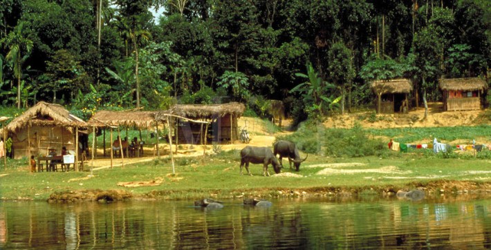 Village in the Jungle