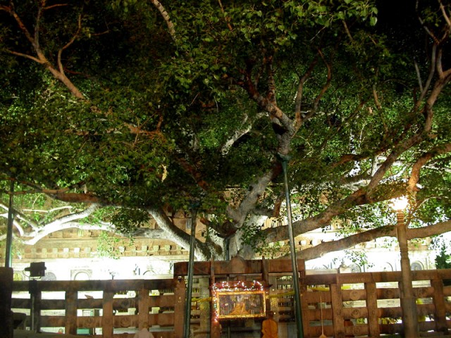 Bodhi Tree, India for Travel