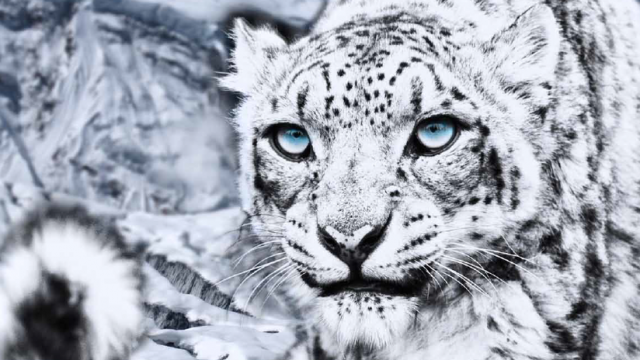 Encounter Snow Leopards While Traveling the Himalayas