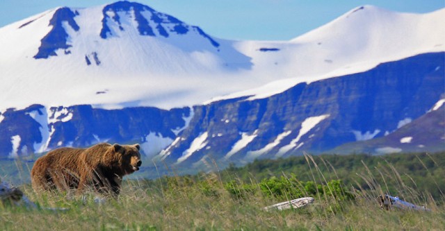 Travel to Alaska for the Bear Adventure