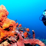 Scuba Diving with Coral
