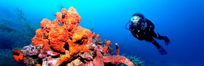 Scuba Diving with Coral