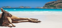 Kangaroo on beach Australia