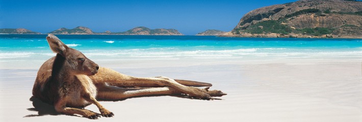Kangaroo on beach Australia