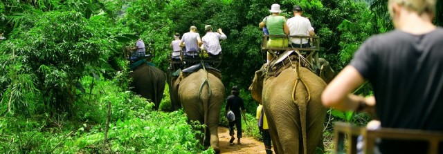 Elephant Trekking In Thailand