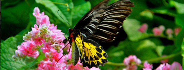 Travel to Alaska for the Butterfly Gardens