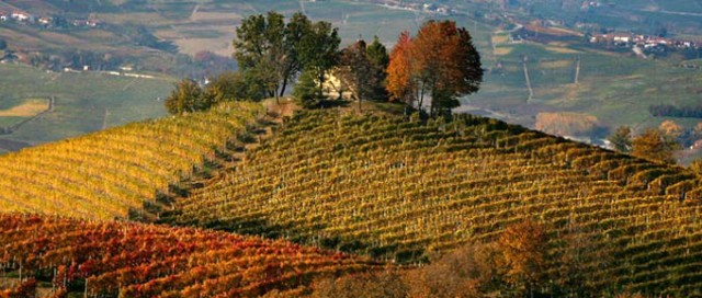 Travel to Langhe for Wine Tasting