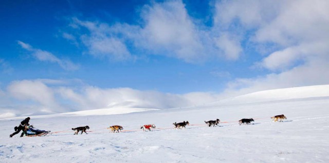 Dog Sleds in Norway