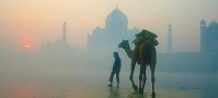 Backpacker and Camel Taj Mahal, India
